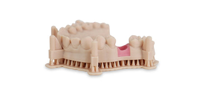 Liqcreate Dental Model Pro Beige